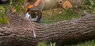 How Our Tree Care Process Works  in  Munsey Park, NY