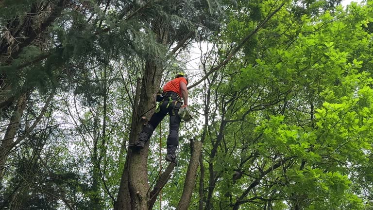 Best Tree Maintenance Programs  in Munsey Park, NY