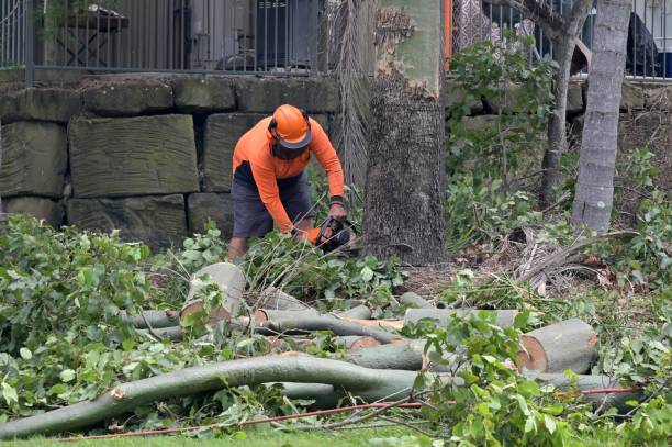 Best Tree Preservation Services  in Munsey Park, NY